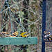 A Pine Warbler with Pine Siskins and Goldfinches