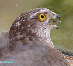 The head of my guest a Female Sparrowhawk (Accipiter nisus) M10 08-01