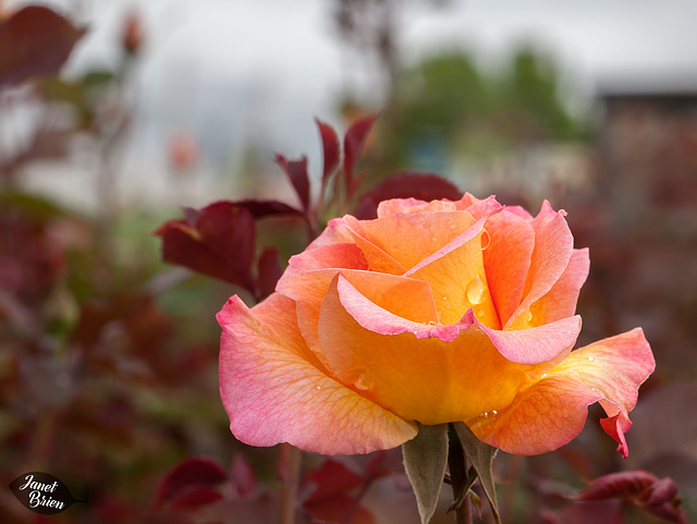327/366: Gorgeous Sherbet Rose