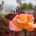 327/366: Gorgeous Sherbet Rose