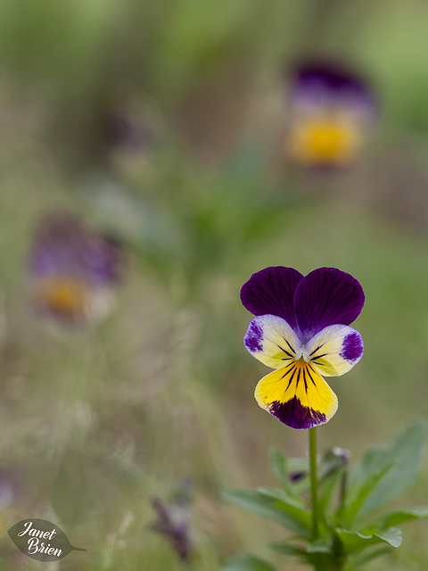326/366:  Lovely Little Violas