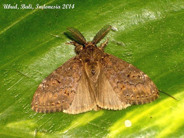 IBa021 Lymantria sps