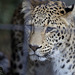 Leopard Aman (Wilhelma)
