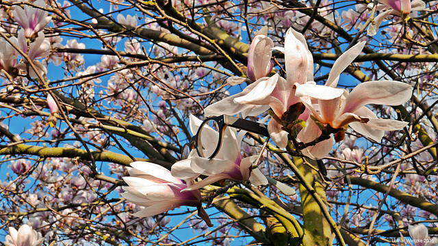 The 50 Images Project - 41/50...enjoy the magnolia fragrance...