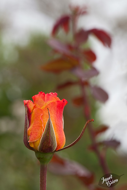 325/366: Orange Sherbet Budding Rose