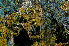 Die unbekannte Welt der Flechten und Moose - The unknown world of lichens and mosses