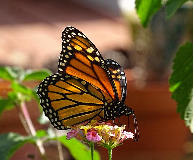 Monarch butterfly (Danaus plexippus)21-10-2015