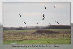 Lapwings in flight Denton - Sussex - 19.1.2015