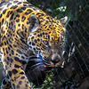 jaguar: HFF
