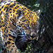 jaguar: HFF