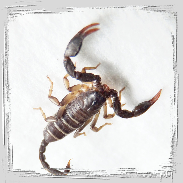 Skorpion. ©UdoSm