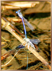 Blue feather dragonfly during egg laying. ©UdoSm