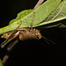 GrasshopperIMG_3006