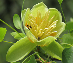 Floro de tuliparbo