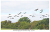 Canada Geese flying along the Cuckmere valley 21 9  2022