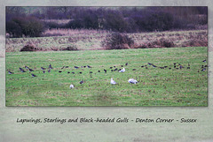 Lapwings, Starlings & Gulls - Denton - Sussex - 19.1.2015