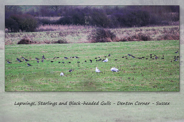 Lapwings, Starlings & Gulls - Denton - Sussex - 19.1.2015
