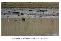 Redshank at Tidemills - Sussex - 19.1.2015