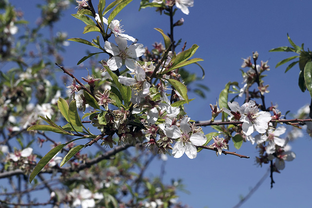 Almond Blossoms – Artists’ Village, Ein Hod, Haifa District, Israel