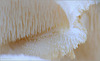Tiered Tooth Fungus ~ Gelobde pruikzwam (Creolophus cirrhatus. Syn: Hericium cirrhatum)...