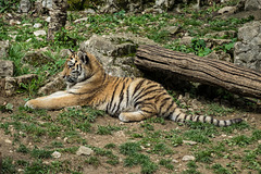 BESANCON: Citadelle: La famille Tigre de Sibérie (Panthera tigris altaica).011