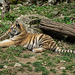 BESANCON: Citadelle: La famille Tigre de Sibérie (Panthera tigris altaica).011