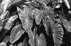 Eddoe leaves