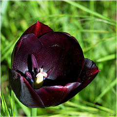 La Tulipe Noire !