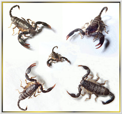 Collage Skorpion. ©UdoSm