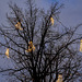 leuchtbaum-02152-co-04-12-16