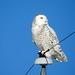 Watchful eye, Snowy Owl #2
