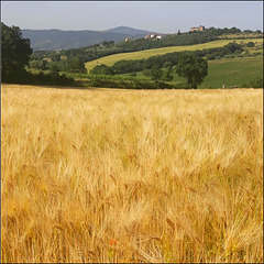 Wheat fields.