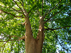 1 (66)...baum tree