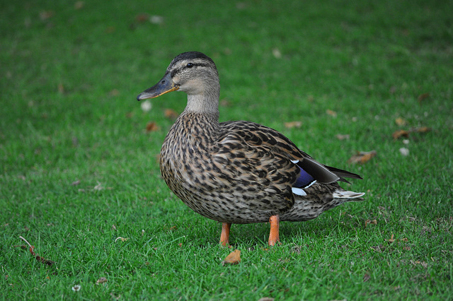Female Duck at Audley End