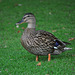 Female Duck at Audley End