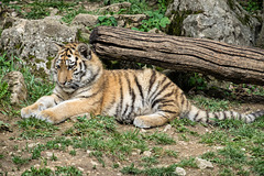 BESANCON: Citadelle: La famille Tigre de Sibérie (Panthera tigris altaica).012