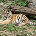 BESANCON: Citadelle: La famille Tigre de Sibérie (Panthera tigris altaica).012