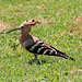Hoopoe in the grass (Explored)