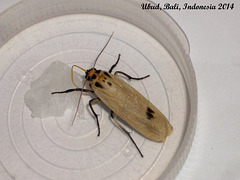 IBa031 Tigrioides puncticollis