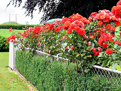 Roses on Fence.
