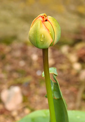 Weeping Tulip