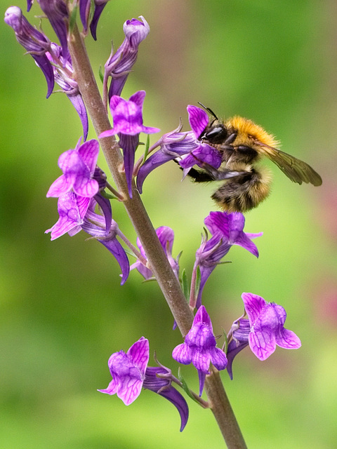 Bee on Purple Toadflax