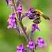 Bee on Purple Toadflax