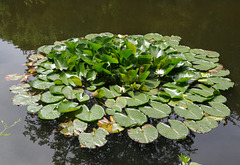 Neat water-lily