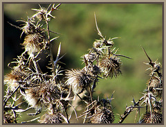 Dried Thistles.