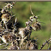 Dried Thistles.