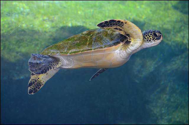 sea turtle