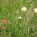 Poppy and oxeye daisy in fields near Trysull