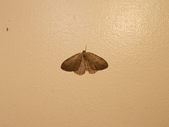 B&M - Dingy shell moth