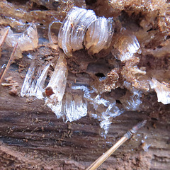 Hair ice on rotten pine log